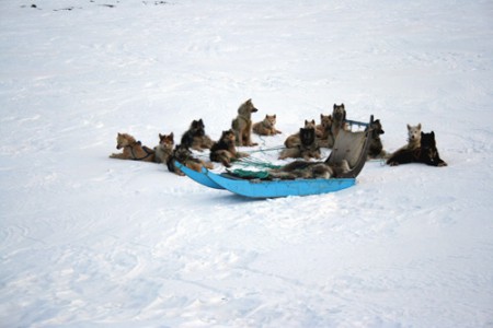 muta di cani da slitta a riposo